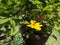 Yellowâ€‹ Sulfur CosmosÂ flowerâ€‹ plantâ€‹